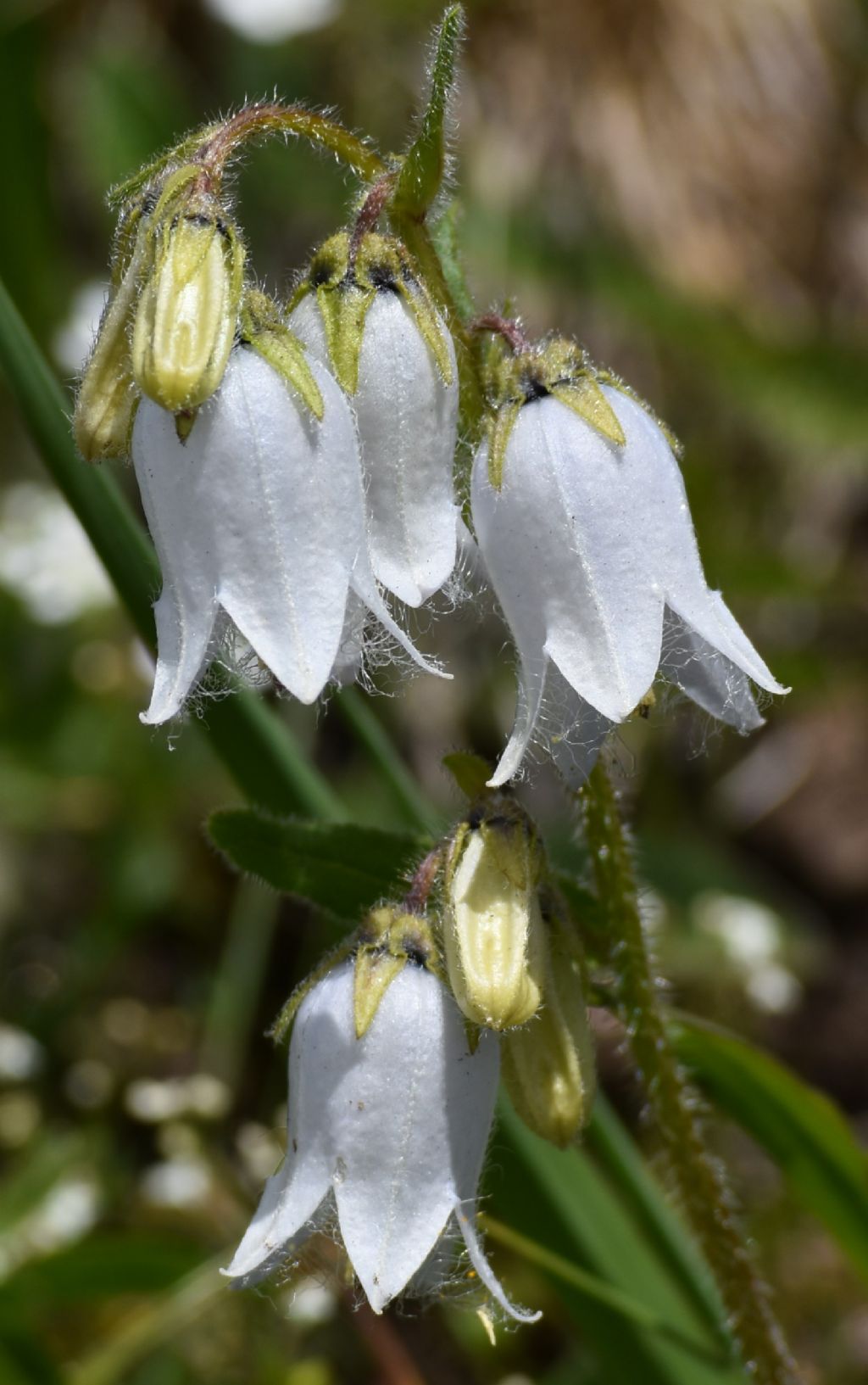 Campanula barbata, bianca